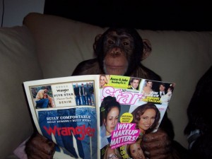 Buddy one of the chimps on the loose in Las Vegas that was shot
