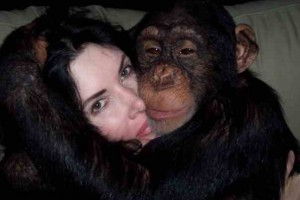 chimps on the loose in las vegas with their other "Mummy"