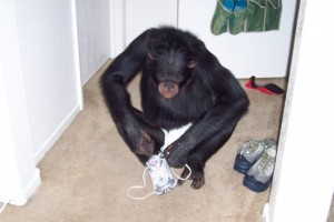 Chimps on the loose in Las Vegas unknown which chimp it is